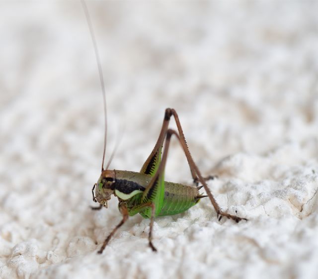 Tettigoniidae?  S,  Eupholidoptera chabreri (cfr.)